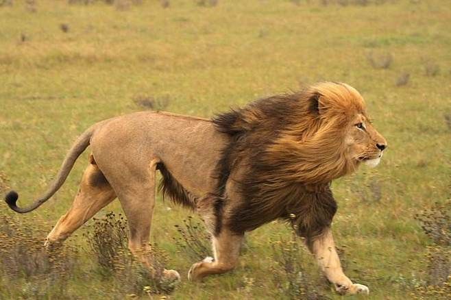 5种逃脱动物追赶的正确方法,面对狮子勇敢瞪他,遇见猩猩装可怜