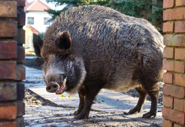 日本福岛核辐射过了9年,野猪竟变巨型野兽,猎杀场面太