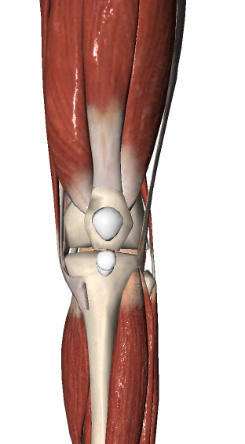 膝关节解剖基础知识