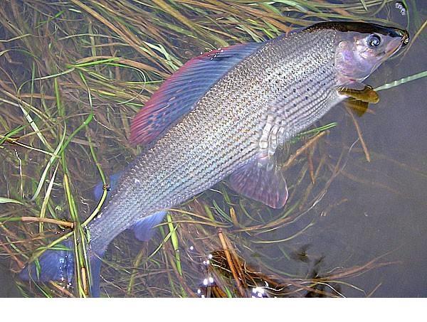 新疆河流湖泊珍稀鱼类恢复生机