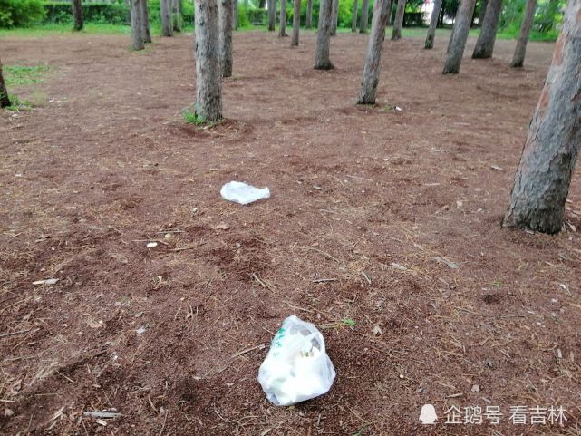 公园内随处可见丢弃的白色垃圾. (来自:看吉林)
