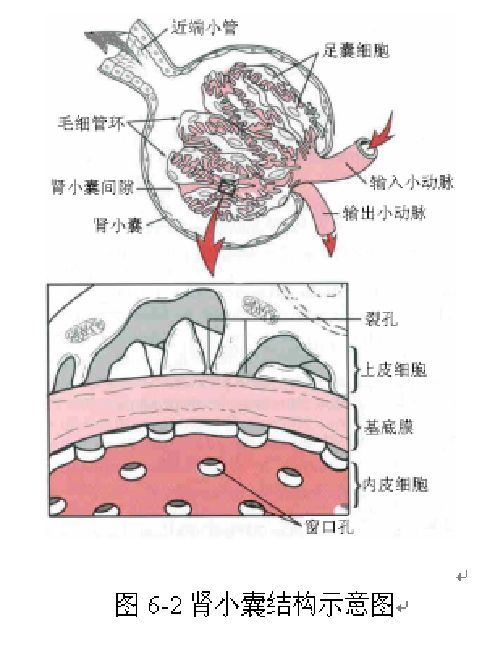 滤过膜:肾小球的毛细血管内皮细胞,基膜与肾小囊脏层上皮细胞共同