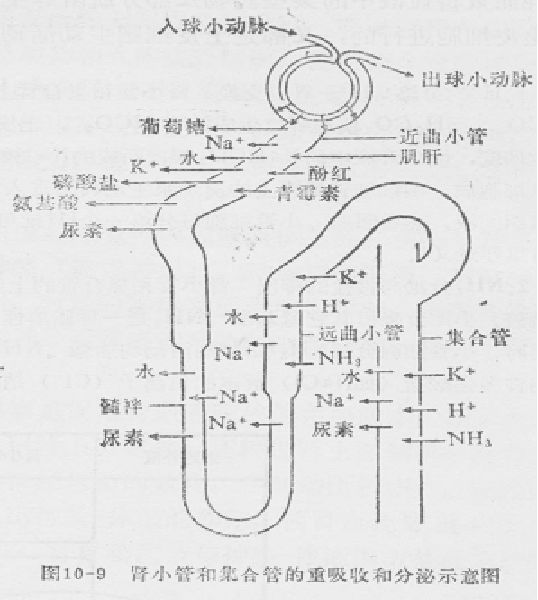 肾小管与集合管重吸收 肾小管上皮细胞生成和分泌h 二,尿标本采集方法