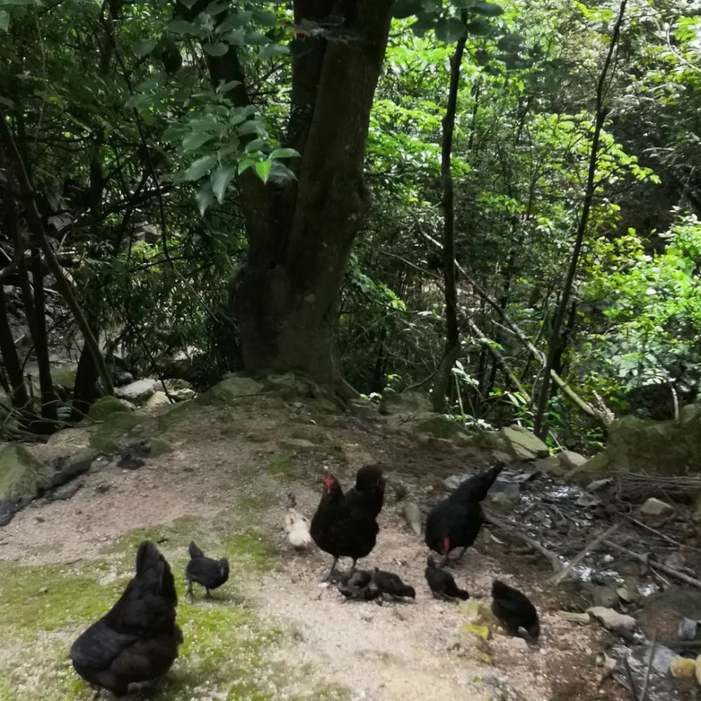 鸡栖于埘鸡栖于桀的情景在莽山钓鱼坑重现_腾讯新闻