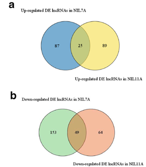 两对小麦分蘖近等基因系的lncrna鉴定分析