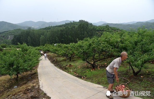 最后一页 6月22日,摄影师一行前往河南省鲁山县熊背乡大年沟村血桃