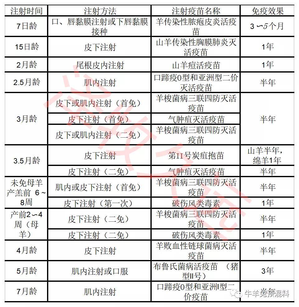 羊羔,成年羊免疫程序清单!四张图一目了然