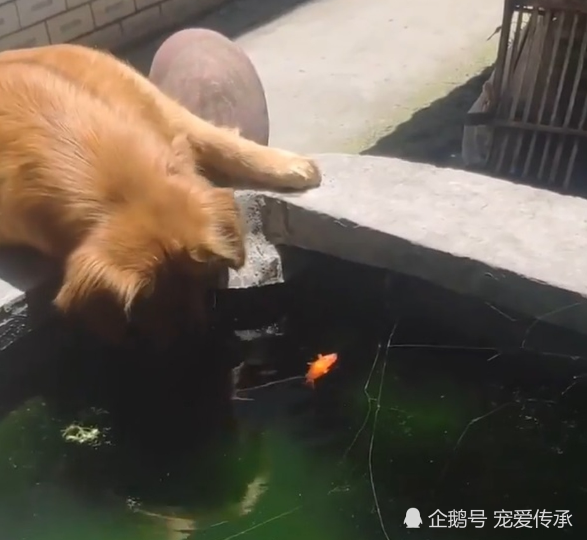 金毛犬不舍金鱼去世在主人把鱼倒掉的瞬间狗狗的举动让人感动