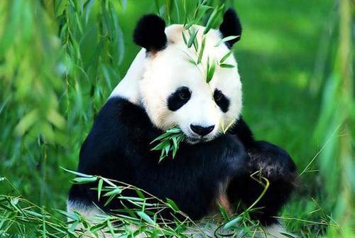 外表"温柔可爱"的国宝熊猫,实际是个"铁汉子",来历更