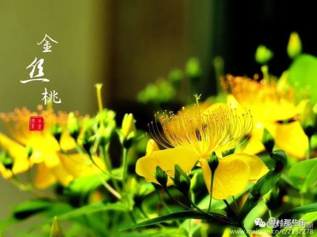 金丝桃的花语很独特,有着娇媚和诱惑的寓意,既是赞美,也有一种小心