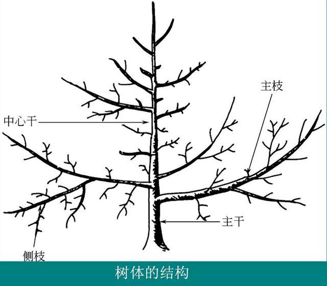 苹果树丰产树形结构及部位名称