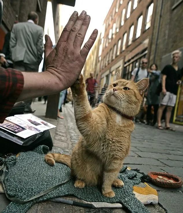 流浪猫鲍勃的真实死因令人惋惜