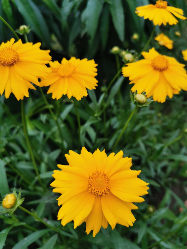 院子里养一片松果菊,长得可爱花量大,一开花就成花海
