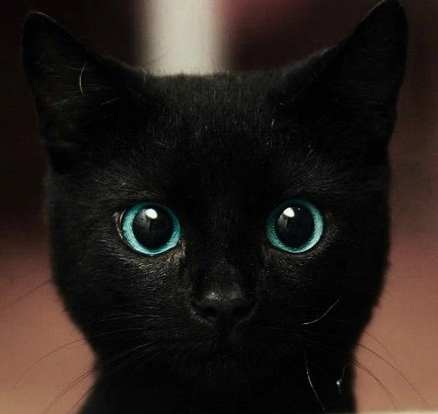 今日吸猫,黑猫的眼睛