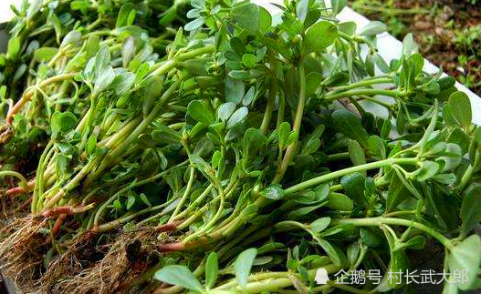 夏季可食这种野菜,酸辣开胃,还能清热解毒