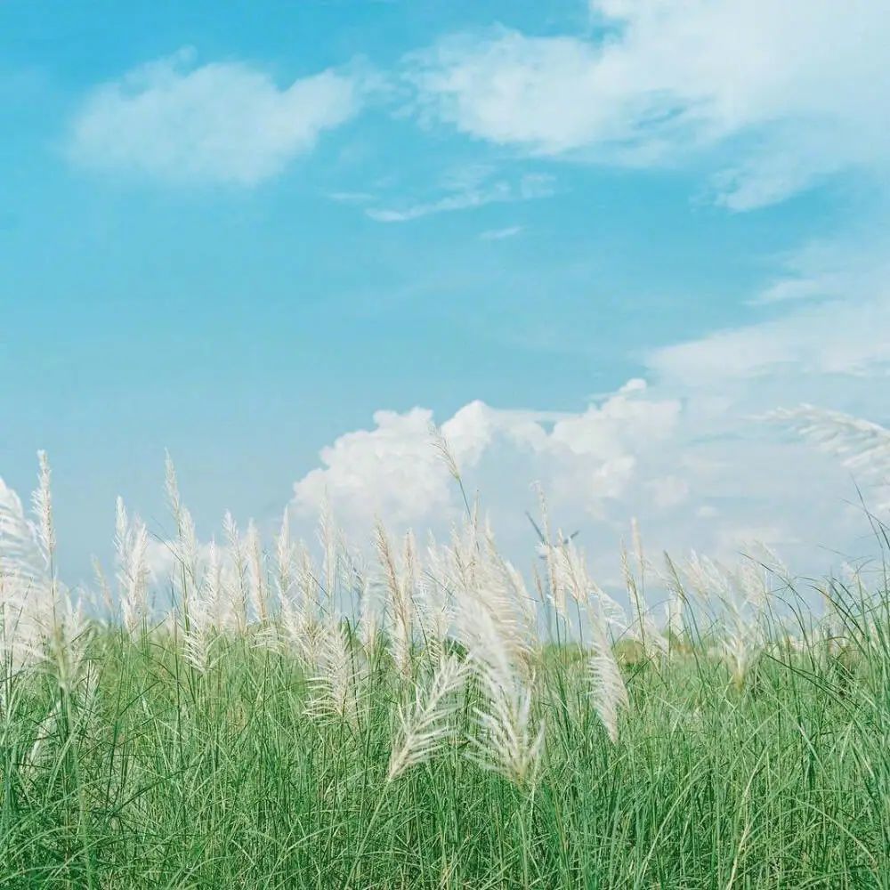 夏天干净治愈の背景封面图