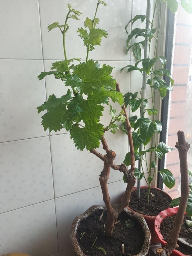 阳台种盆栽葡萄并不难准备一个大花盆光照充足结果一串串