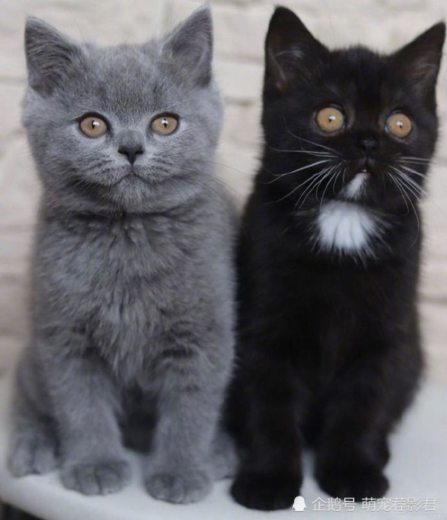 半灰半黑脸的英国短毛猫最近当了爸爸,竟然生出了两只