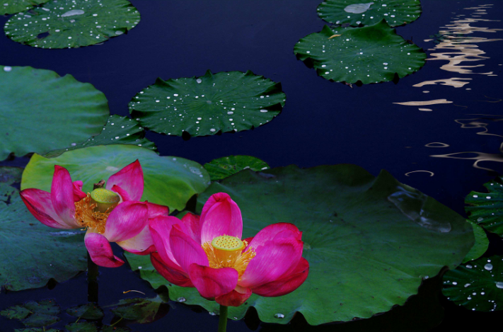 【诗词鉴赏】夏日池塘又听蛙,这个夏天,我们一起古诗里听蛙鸣!