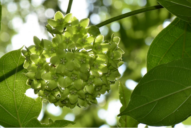荒野维生野菜系列——苦藤花