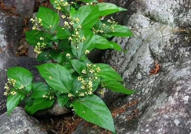 长在秦岭大山里的"神仙草",采摘很不易,为何大家那么热爱?