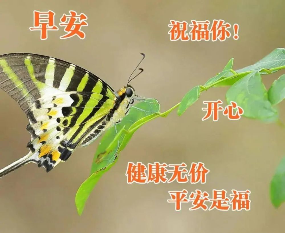 中老年表情包,健康无价,平安是福!