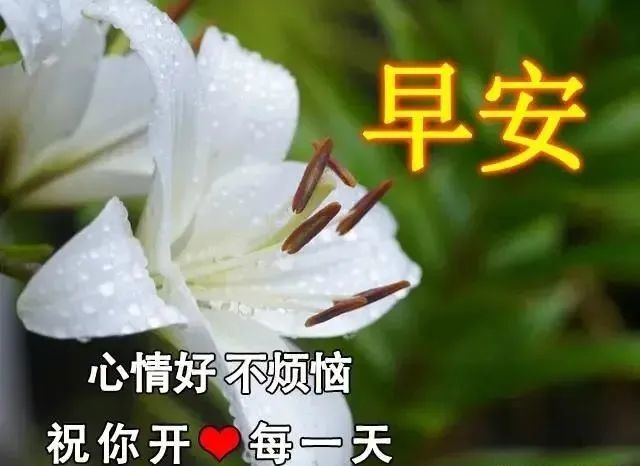 星期三最新早上好表情动态图片带字和鲜花,早上好问候