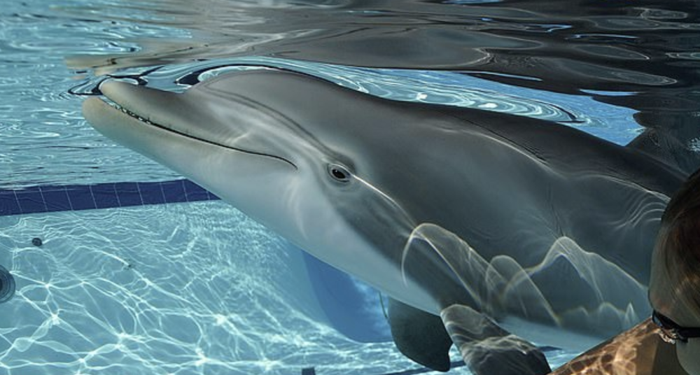 看中野生禁令,美国公司卖中国水族馆仿真海豚,一只2.8亿起售
