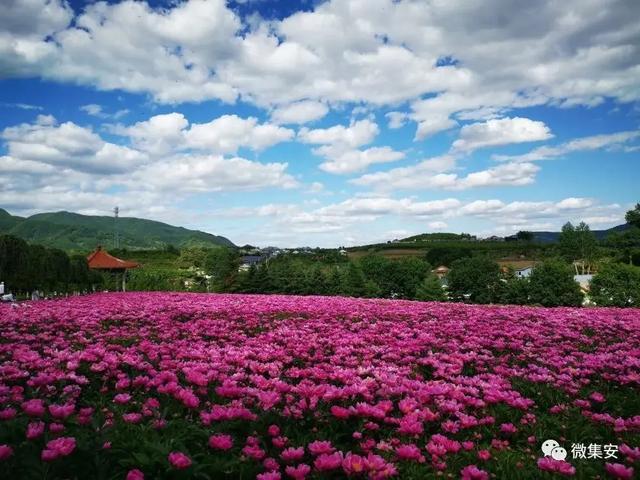 好太王碑景区内还有一大片芍药花海,看图就知道有多美了.