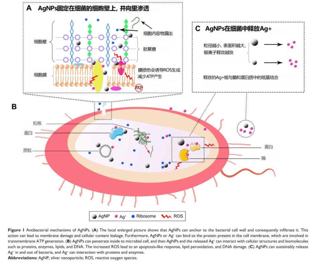 纳米银的杀菌机制