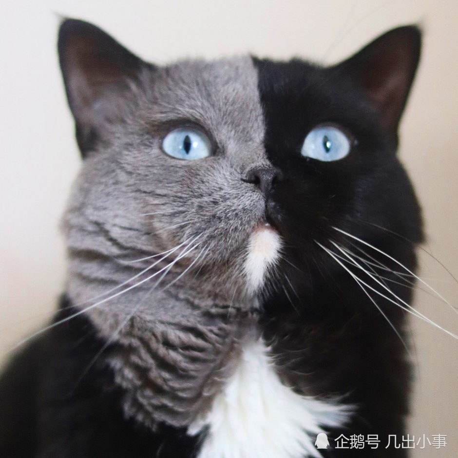 网红阴阳猫生出一黑一灰双胞胎,网友:根本就是把猫爸爸拆开了!
