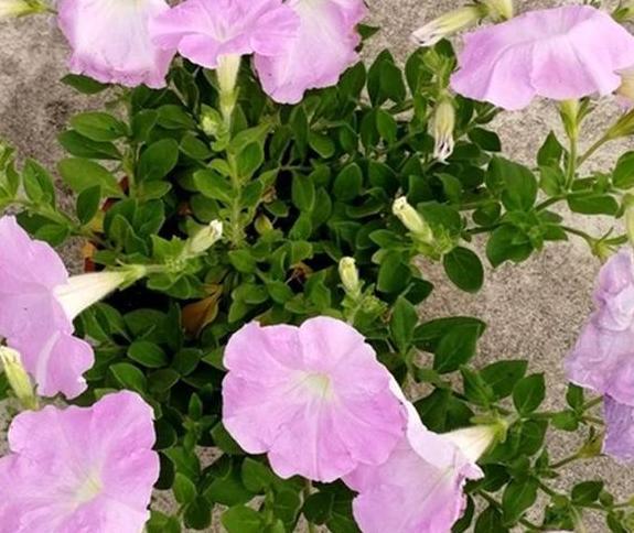 喜欢花草矮牵牛日常管理切记3要领盆栽漂亮又好养