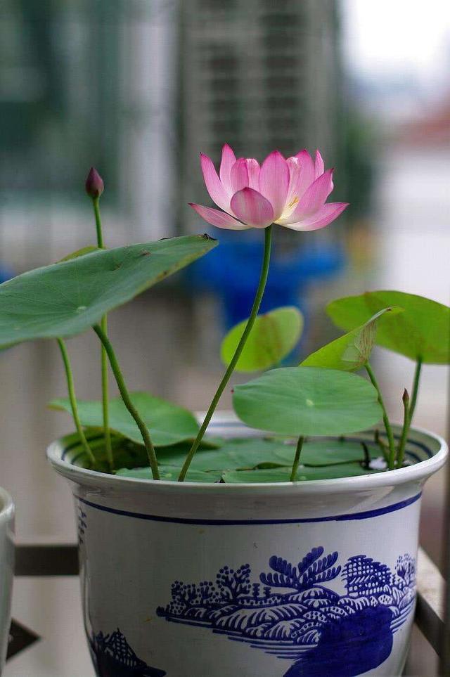 六月的碗莲才最美做好造型开花出淤泥而不染