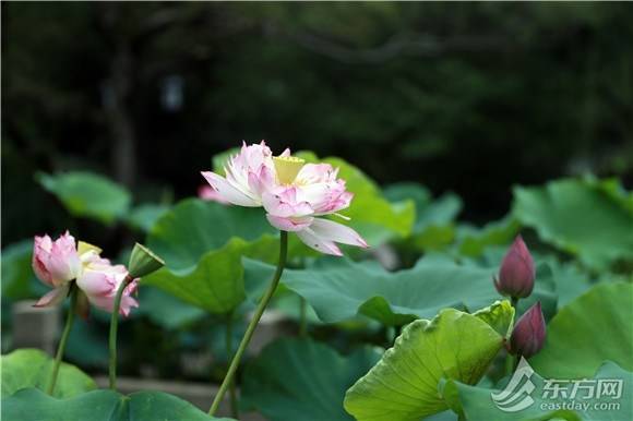 端午节赏荷风莲韵 上海荷花睡莲展多图剧透