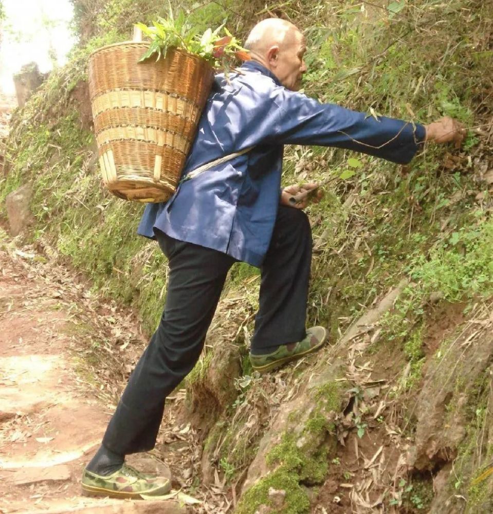 苗族医药的智慧——苗医药