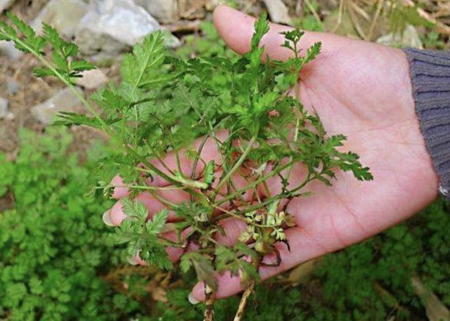 车前草,紫苏,荠菜,牛筋草,节节草等野生的杂草都可以在农地里生长