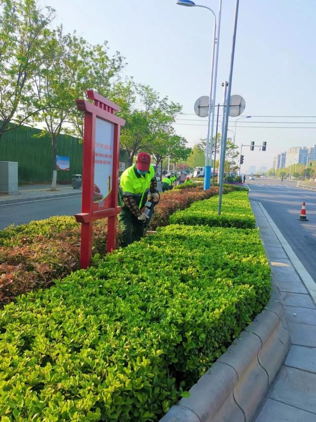 商丘市中心城区夏季绿植修剪已经开始