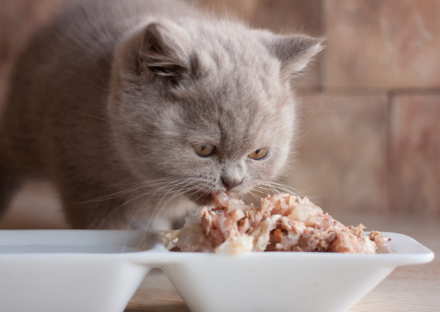 猫咪啥都能吃,可若经常吃这6类食物,可能要了它的"猫命"!