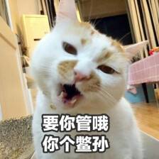 沙雕喵星人表情包—凶死你!