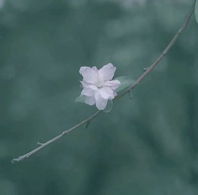 森系朋友圈背景封面