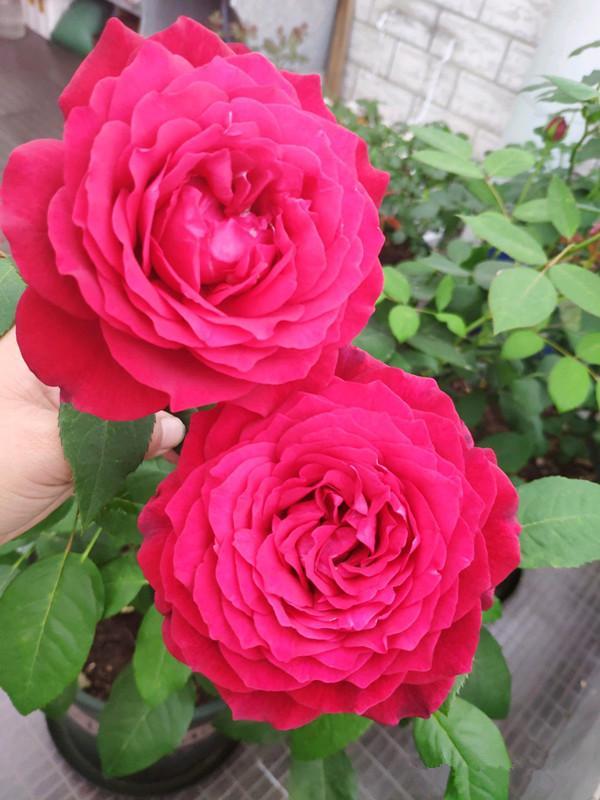 法月,知名玫瑰花育种公司玫兰国际出品,是伊芙伯爵系列香水月季的一个