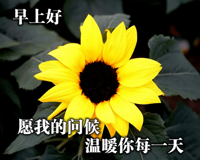 6月25日最新早上好暖心的祝福语句,早安最美的问候