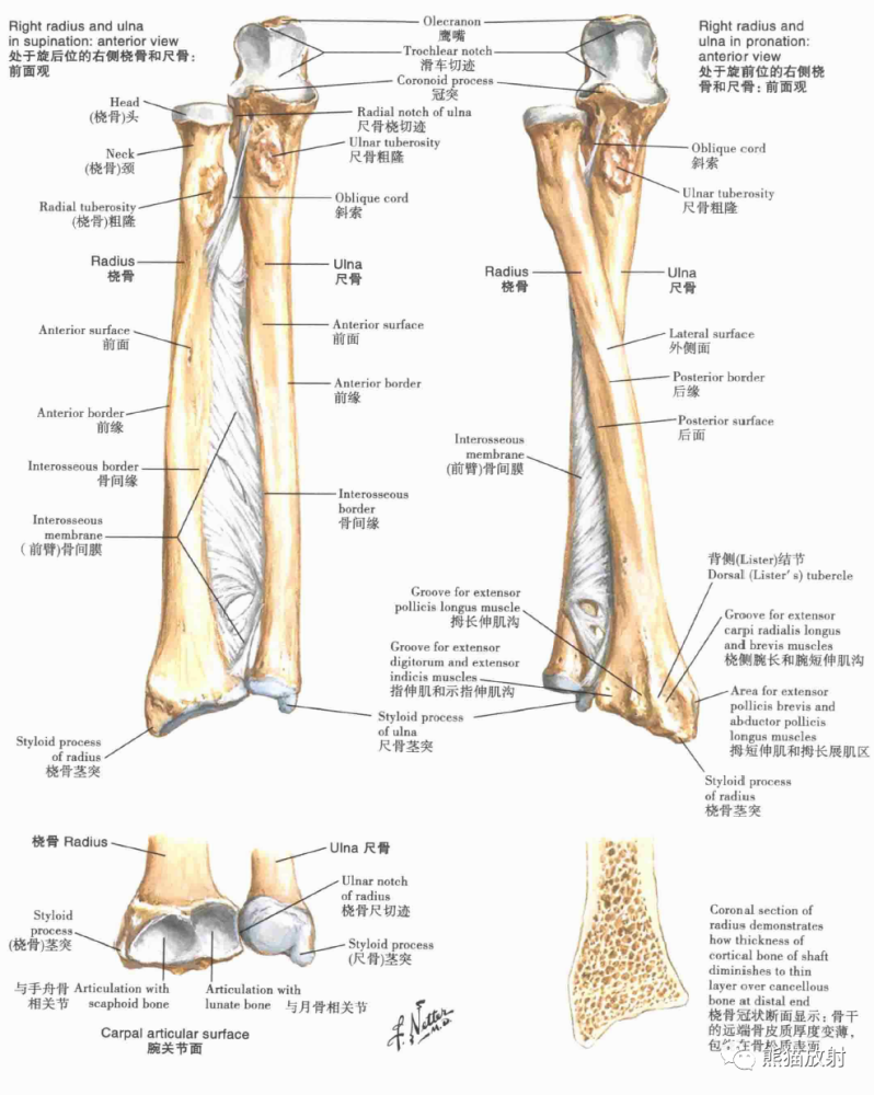 骨科精读|最全上肢解剖汇总,赶紧收藏!