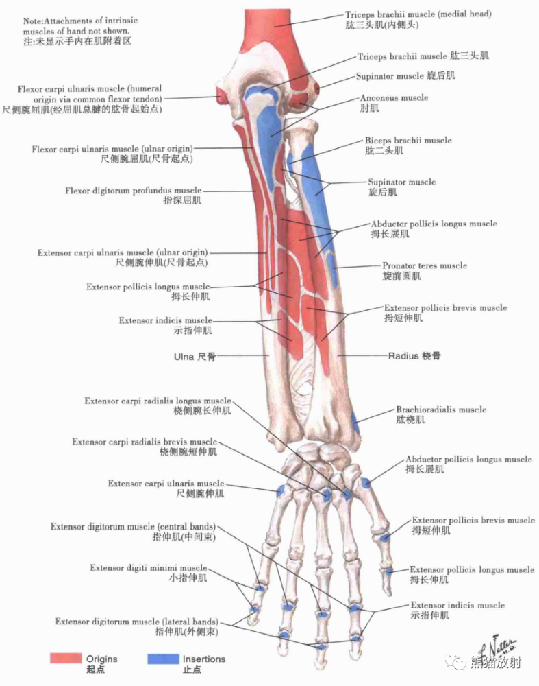 骨科精读|最全上肢解剖汇总,赶紧收藏!