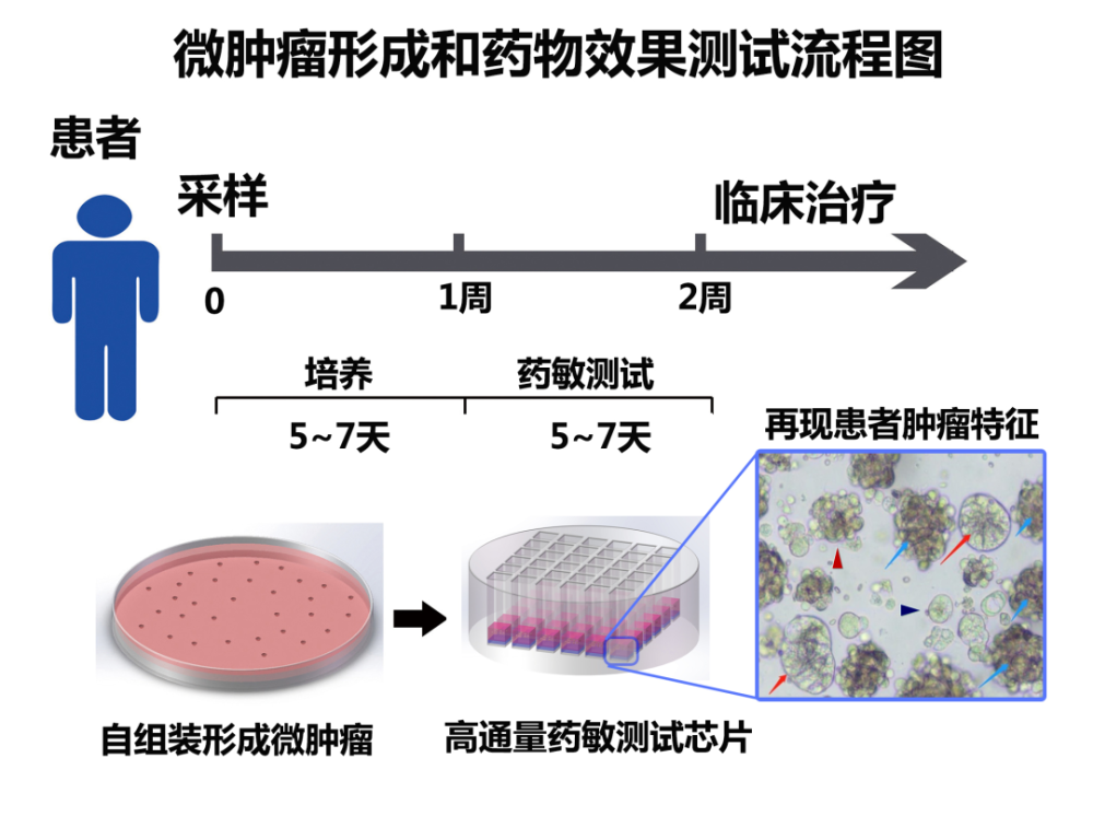 微肿瘤形成和药物效果测试流程图