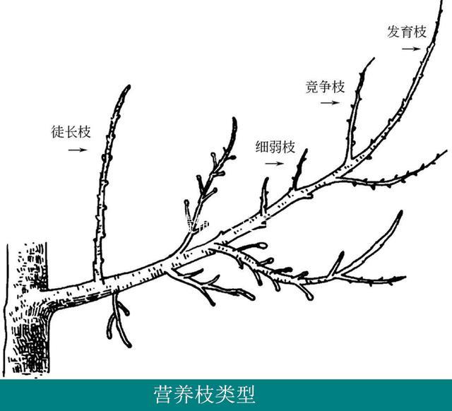 图说苹果树与修剪相关的各类枝名称