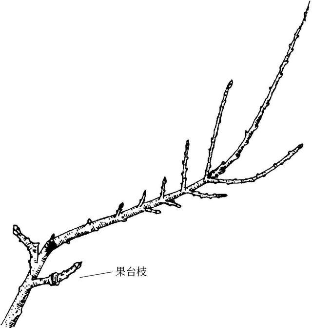 图说苹果树与修剪相关的各类枝名称