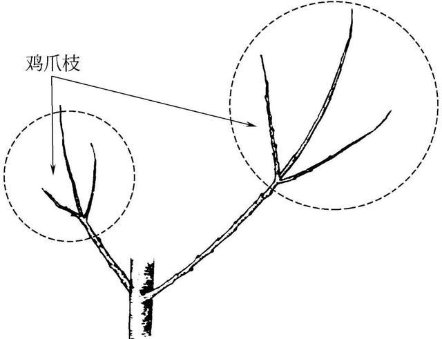 图说苹果树与修剪相关的各类枝名称