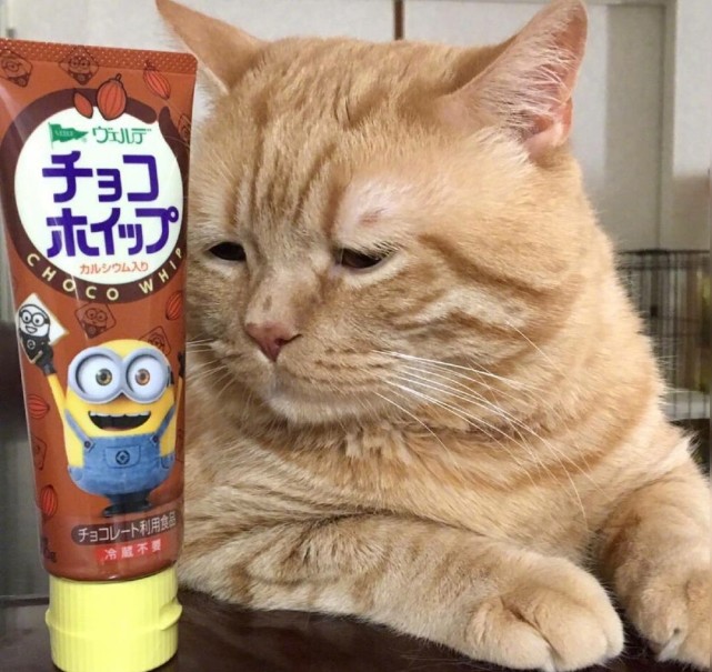 猫咪头像之猫咪怎么不开心呐
