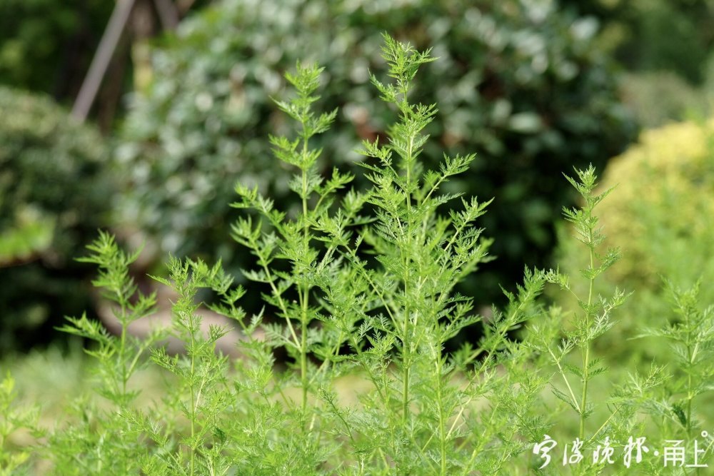 黄花蒿看着不起眼,却是青蒿素的源植物.